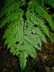 Pteris carsei. Adaxial surface of 2‑pinnate-pinnatifid frond, with all secondary pinnae adnate or decurrent on the costae.
 Image: L.R. Perrie © Leon Perrie CC BY-NC 3.0 NZ